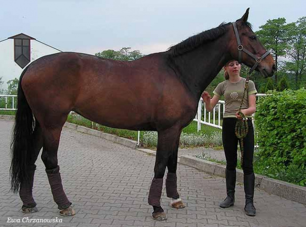 17.05.2008 Zawody w Stodołach