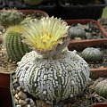 Astrophytum asterias cv supercabuto