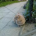 Simbo