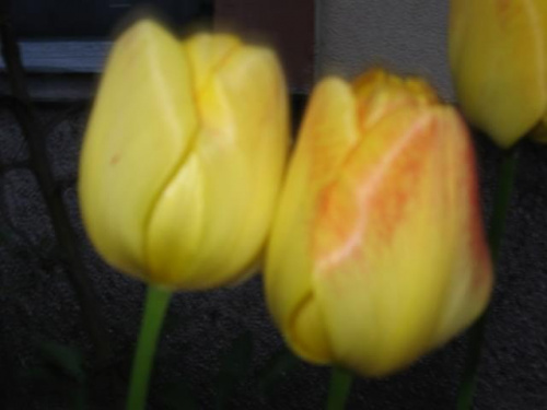 tulipany