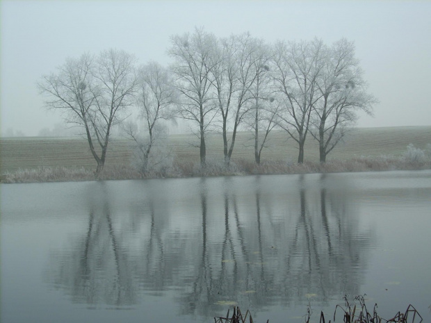 #jezioro #zima #drzewa