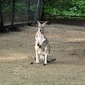 Kangurek #zoo #zwierzęta #ciekawe #śmieszne #kangur