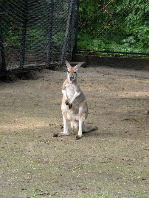 Kangurek #zoo #zwierzęta #ciekawe #śmieszne #kangur