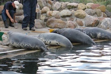 wolontariat #wakacje #foki #hel