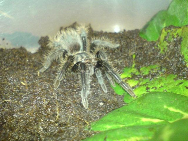 B.Albopilosum L7