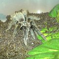 B.Albopilosum L7