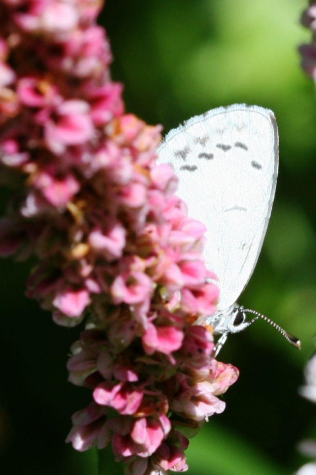 Modraszek wieszczek (Celastrina argiolus) #makro