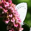 Modraszek wieszczek (Celastrina argiolus) #makro