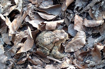 Mieszkancy mojego ogrodu #MÓJOGRÓD #plazy #żyjątka #fauna #zaby #ropucha