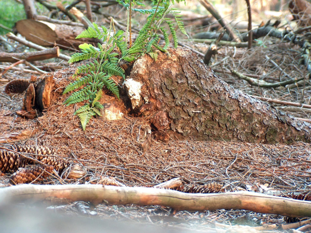 las #przyroda #natura #rośliny #botanika #las #drzewa