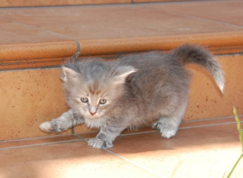 Koteczka syberyjska -szylkret niebieski pręgowany - ur.26.04.2008 w hodowli Marcowe Migdały #Limonka #kociaki #kocięta #MarcoweMigdały