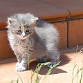 Koteczka syberyjska -szylkret niebieski ze srebrem - ur.26.04.2008 w hodowli Marcowe Migdały #Landrynka #kociaki #kocięta #MarcoweMigdały