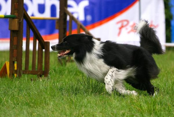 Zawody Agility 24.05.2008 Bydgoszcz PPA