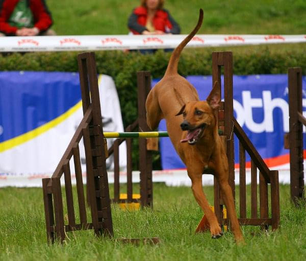 Zawody Agility 24.05.2008 Bydgoszcz PPA