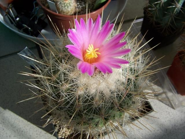 Thelocactus macdowelli