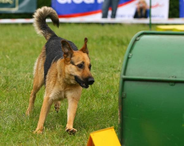 Zawody Agility 24.05.2008 Bydgoszcz PPA