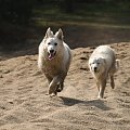 AWA-Aventia Fortunatus i BOGACZ ze Ctyr dvoru #BiałyOwczarekSzwajcarski