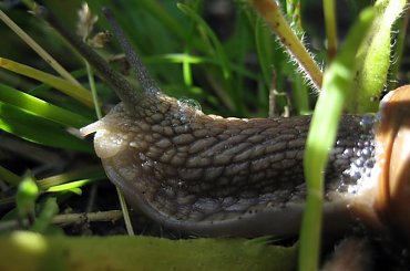 Nie wiem jak Francuzi mogą to jeść, wolę ciastko z dziurką :)) #ślimak #winniczek