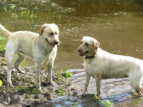 spotkanie szczecin #labrador #szczecin