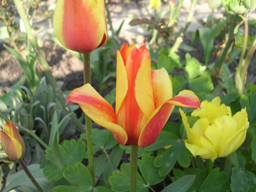 #przyroda #kwiaty #tulipany