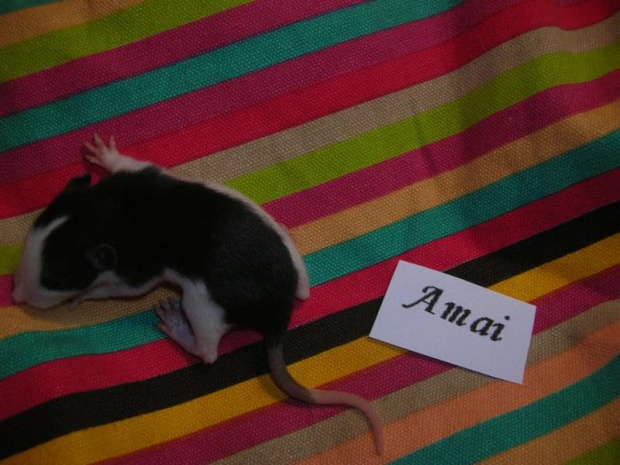 Szesnasta doba - Amai