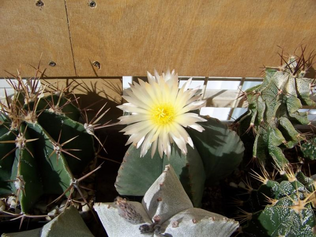 Astrophytum myriostigma v. nudum