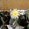 Astrophytum myriostigma v. nudum