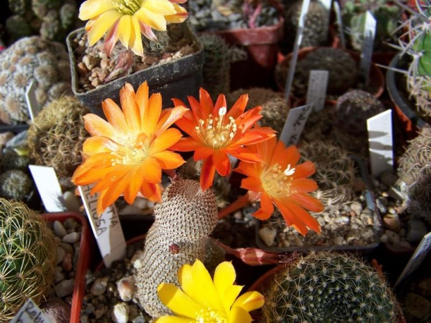 Rebutia heliosa