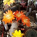 Rebutia heliosa