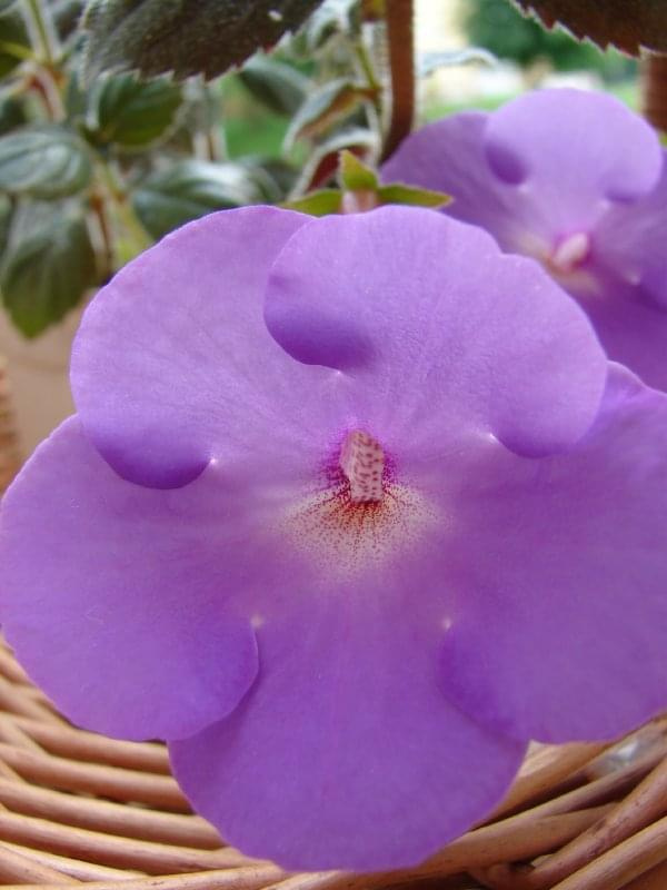 Achimenes