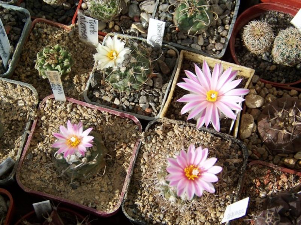 Turbinicarpus