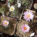 Turbinicarpus