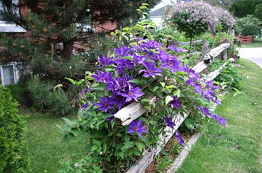moje clematis #powojnik #clematis #ogrod