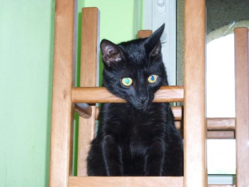 Taborecik