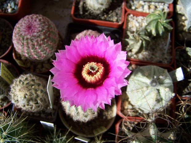 Echinocereus reichenbachii