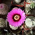 Echinocereus reichenbachii