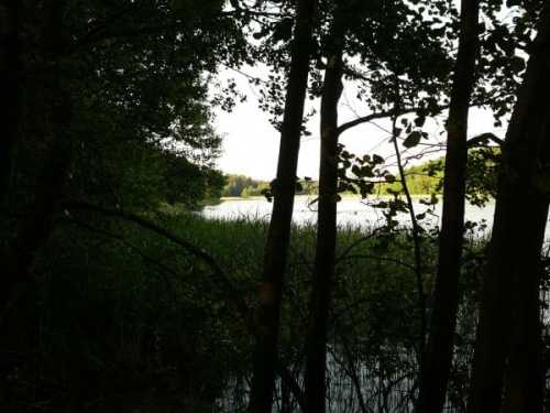 Jezioro w lesie. #jezioro #drzewa #las