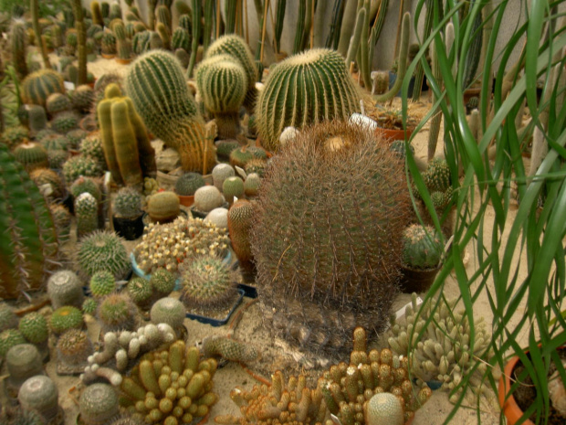 Kaktusiki... #kaktusy