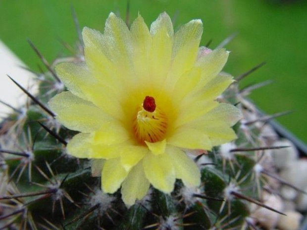 Notocactus sp.