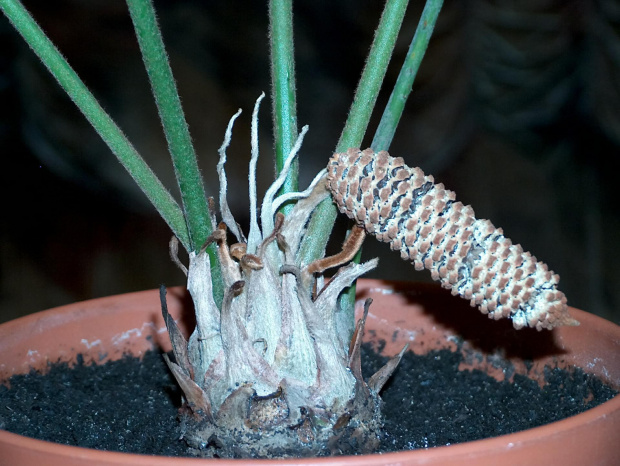 zamia kwiat następny dzień 1