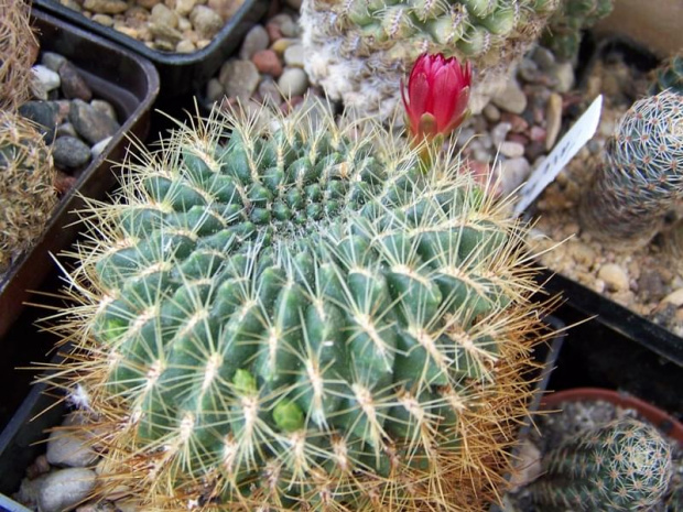 Sulcorebutia