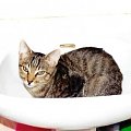 kotek stoi w umywalce #umywalka