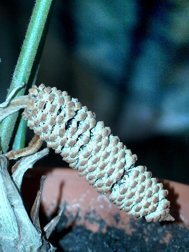 zamia 11