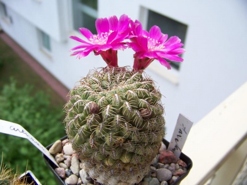 Sulcorebutia