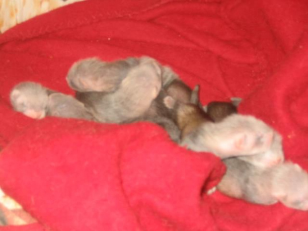maluszki Alfy 18 doba