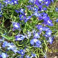 lobelia