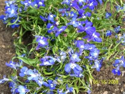 lobelia