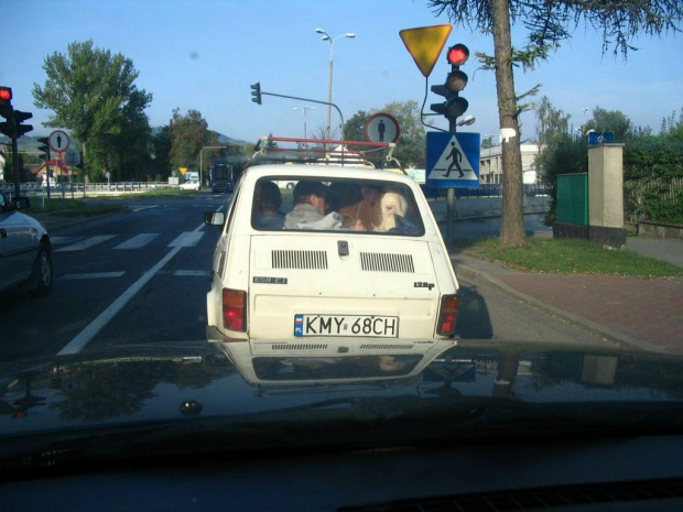 Zobacz więcej śmiesznych obrazków na www.Jogle.pl