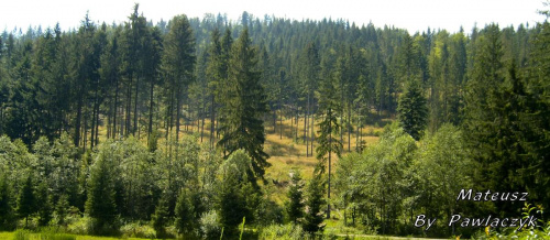 #Wisła #las #góry #drzewa