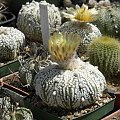 Astrophytum asterias cv supercabuto